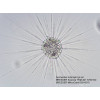 Микроскоп Bresser Science TRM 301