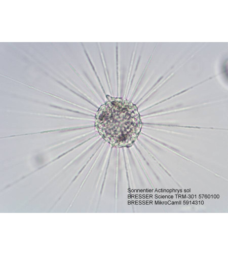 Микроскоп Bresser Science TRM 301