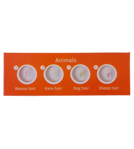 Levenhuk LabZZ CP24 Creatures & Plants Prepared Slides Set