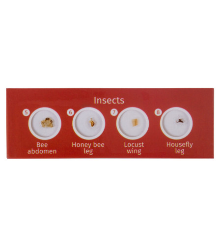 Levenhuk LabZZ CP24 Creatures & Plants Prepared Slides Set