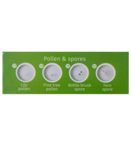 Levenhuk LabZZ CP24 Creatures & Plants Prepared Slides Set