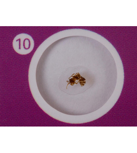 Levenhuk LabZZ CP24 Creatures & Plants Prepared Slides Set