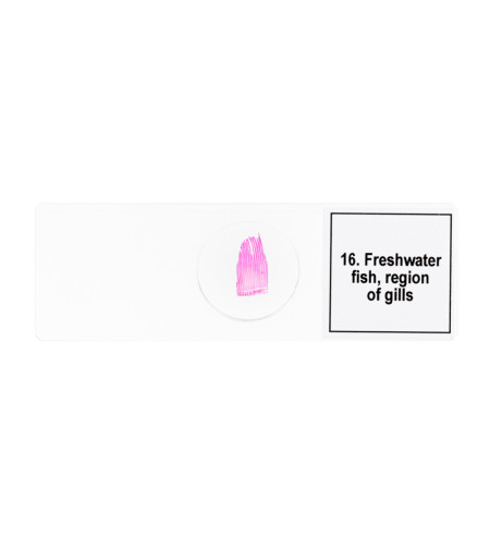 Discovery Prof Specimens DPS 25. &ldquo;Biology, Birds, etc.&rdquo;