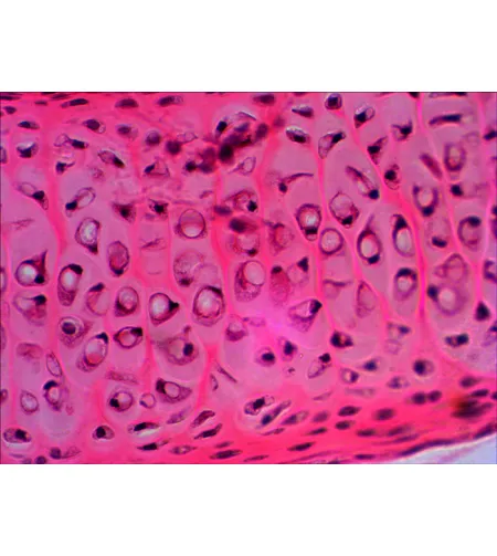 Levenhuk N20 NG Prepared Slides Set  Biology and Physiology