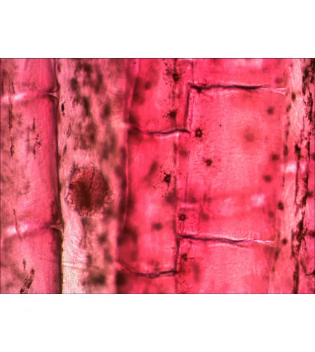 Levenhuk N10 NG Prepared Slides Set