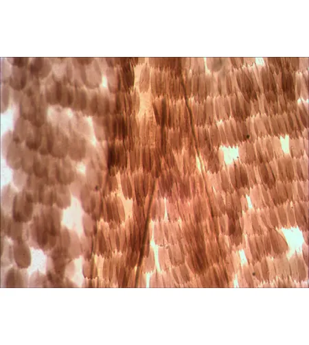 Levenhuk N10 NG Prepared Slides Set