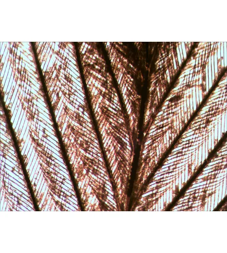 Levenhuk N80 NG "See it all" Slides Set