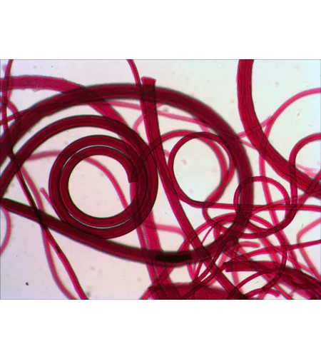 Levenhuk N80 NG "See it all" Slides Set