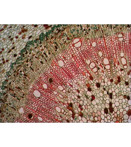 Levenhuk N80 NG "See it all" Slides Set