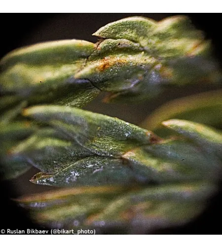 Mikroskoop Levenhuk Rainbow 50L PLUS Oranž  64x–1280x koos eksperimentaalse komplektiga K5