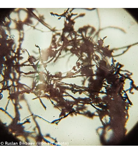 Levenhuk Rainbow D50L PLUS 2M Digital Microscope, Moonstone