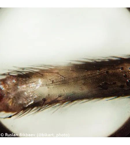 Levenhuk Rainbow D50L PLUS 2M Digital Microscope, Moonstone