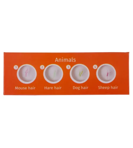 Valmistatud slaidide komplekt Levenhuk LabZZ C12 olendid