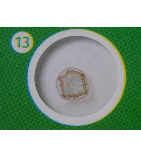 Levenhuk LabZZ P12 Plants Prepared Slides Set