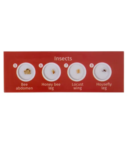 Levenhuk LabZZ CP24 Creatures & Plants Prepared Slides Set