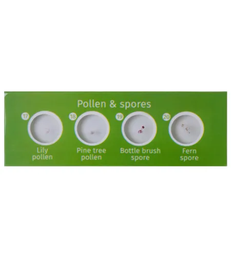 Levenhuk LabZZ CP24 Creatures & Plants Prepared Slides Set