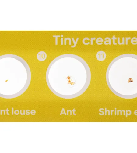 Discovery Flora & Fauna 24 Prepared Slides Set