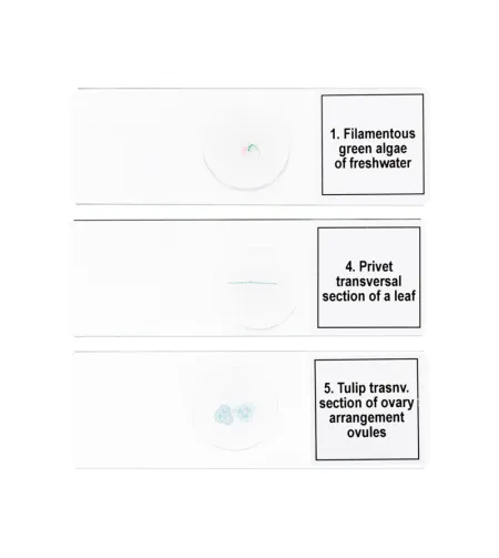 Discovery Prof specimens DPS 5. "Biology"