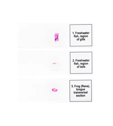 Discovery Prof Specimens DPS 5. "Amphibia"