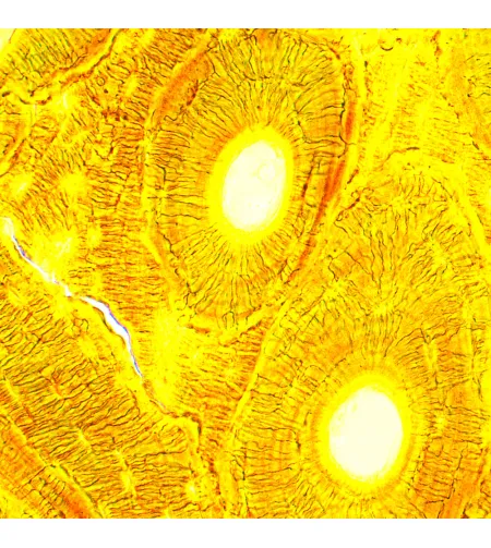 MAGUS Bio 250T Biological Microscope