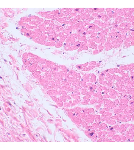 MAGUS Bio 230BL Biological Microscope