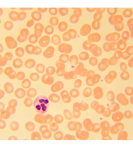 MAGUS Bio 230T Biological Microscope