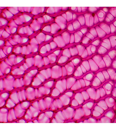 MAGUS Bio 230TL Biological Microscope