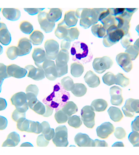 MAGUS Bio 230TL Biological Microscope