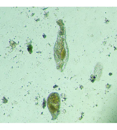 MAGUS Bio V300 Inverted Biological Microscope