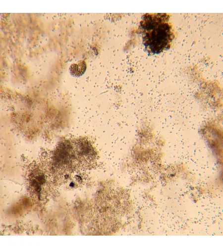 MAGUS Bio V350 Inverted Biological Microscope