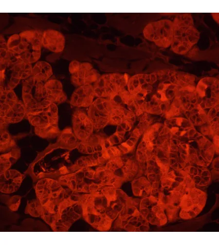 MAGUS Lum V500L Fluorescence Inverted Microscope