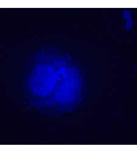 MAGUS Lum V500L Fluorescence Inverted Microscope