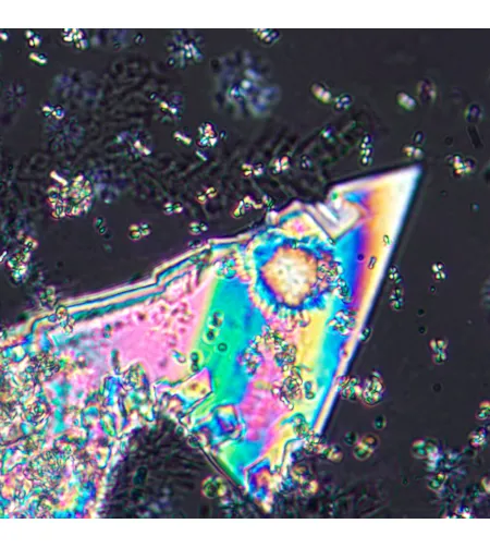 MAGUS Pol 800 Polarizing Microscope