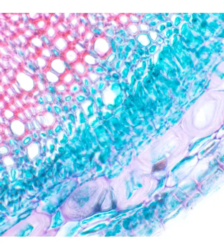 MAGUS Bio D230T Biological Digital Microscope