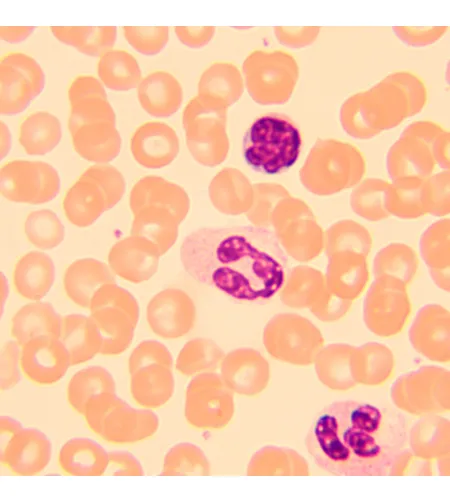 MAGUS Bio D250T Biological Digital Microscope