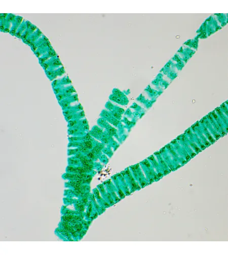 MAGUS Bio D250T LCD Biological Digital Microscope