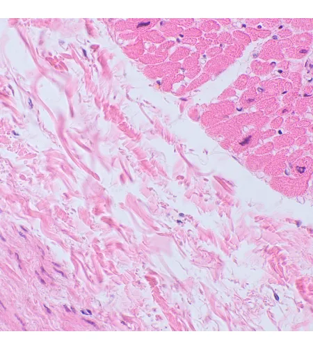 MAGUS Bio D250TL Biological Digital Microscope