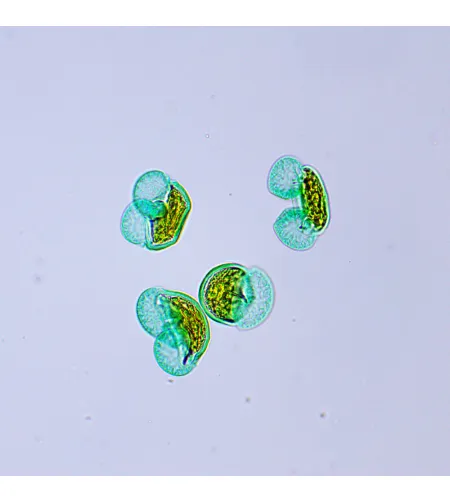 MAGUS Bio D250TL Biological Digital Microscope