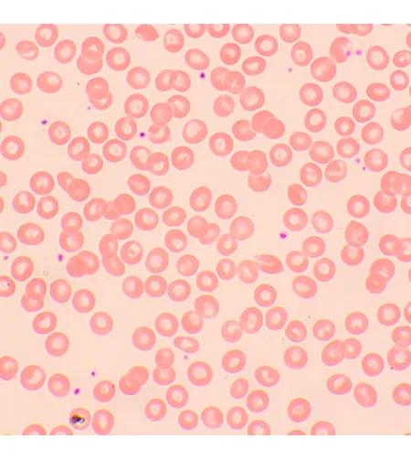 MAGUS Bio D250TL LCD Biological Digital Microscope