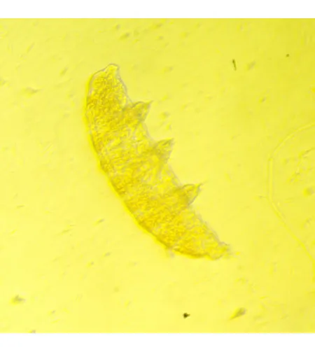 Биологический инвертированный цифровой микроскоп MAGUS Bio VD350 с ЖК-дисплеем