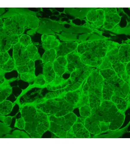 MAGUS Lum VD500L Fluorescence Inverted Digital Microscope