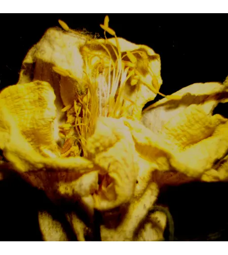 Цифровой стереомикроскоп MAGUS Stereo D9T