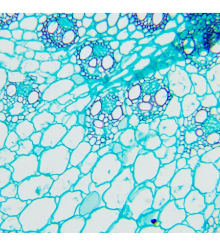 Bioloogiline mikroskoop MAGUS Bio 240