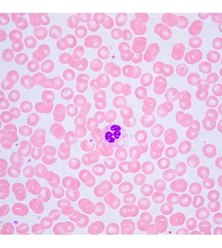 Bioloogiline mikroskoop MAGUS Bio 240