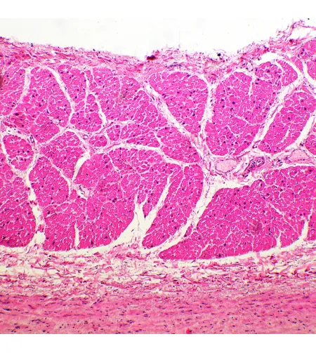 MAGUS Bio 260T Biological Microscope