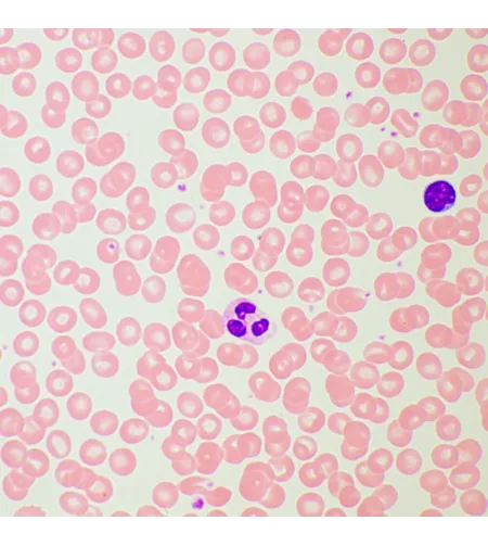 MAGUS Bio 260T Biological Microscope