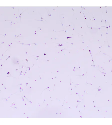 MAGUS Bio 260T Biological Microscope