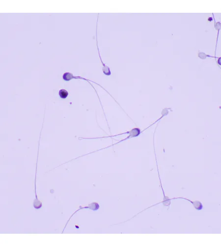 MAGUS Bio 260T Biological Microscope