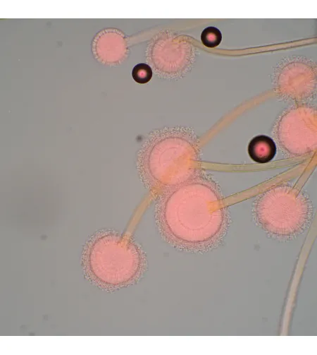 MAGUS Bio 270T Biological Microscope