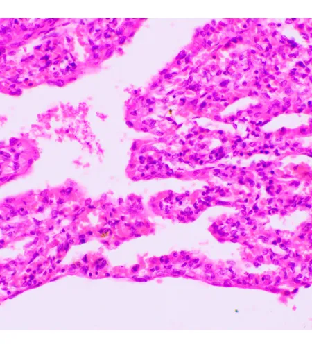 MAGUS Bio 270T Biological Microscope